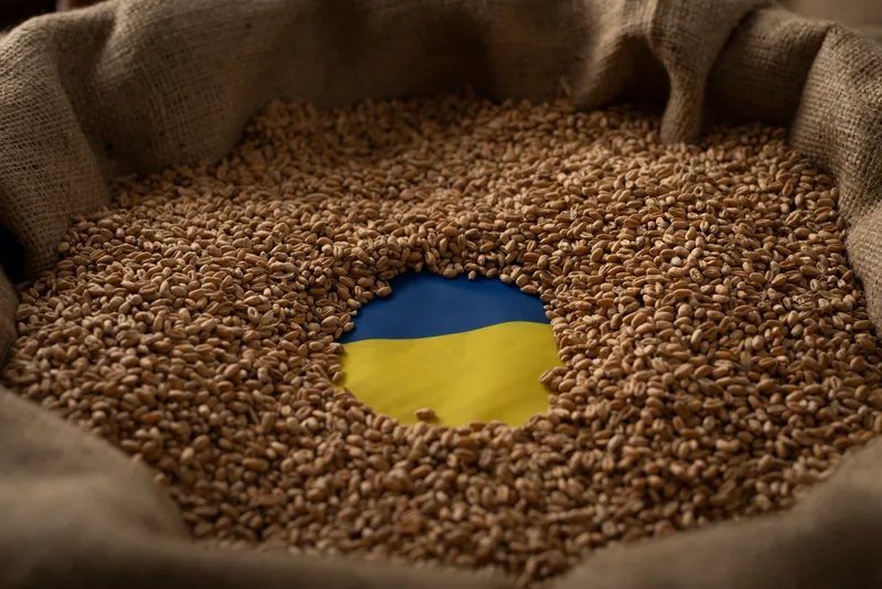 українське зерно